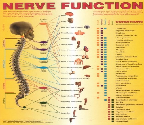 Nerve function