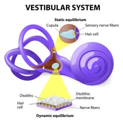 Vestibular System Equilibrium