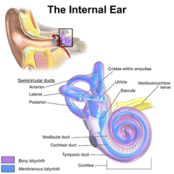 Vestibular System The Internal Ear